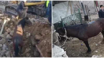 VIDEO: Zázrak po 21 dňoch od ničivého zemetrasenia v Turecku. Pod troskami našli živého koňa