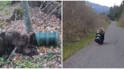 VIDEO: Po Slovensku sa túlal medveď so zaseknutým valcom na hlave. Šelma prežila iba vďaka jednej veci
