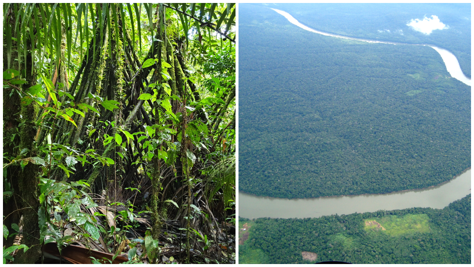 Amazonský dažďový prales