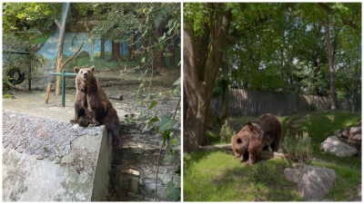 Celý život poznal iba betón. Medveď Félix z bratislavskej ZOO spravil prvé kroky v novom výbehu