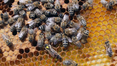 Slovenský med patrí k špičke, skorší nástup jari včelárom zatiaľ praje