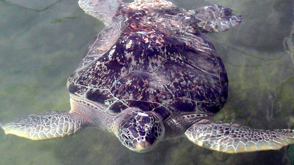 Niektoré korytnačky patria medzi stálych obyvateľov, napríklad April