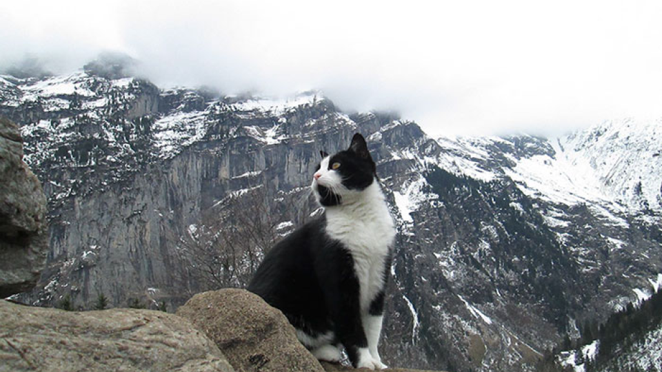 Mačka ukázala stratenému turistovi v horách cestu späť.
