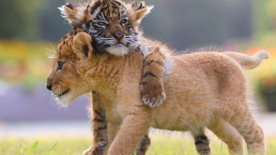 Nádherné a vzácne priateľstvo leva a tigra.