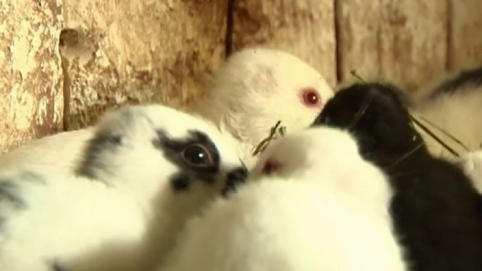 Bezuché zajačiky, ktoré sa narodili na Slovensku.