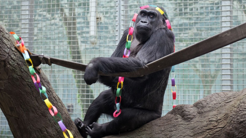 Päťdesiatdeväťročná gorila Colo je najstaršou v zajatí žijúcou gorilou na svete. Žije stále v ZOO v Columbuse, kde sa aj narodila. Otec JJ, Macombo II., je vnukom Colo. On a jeho brat Mosuba boli prvé gorilie dvojčatá narodené na západnej pologuli.