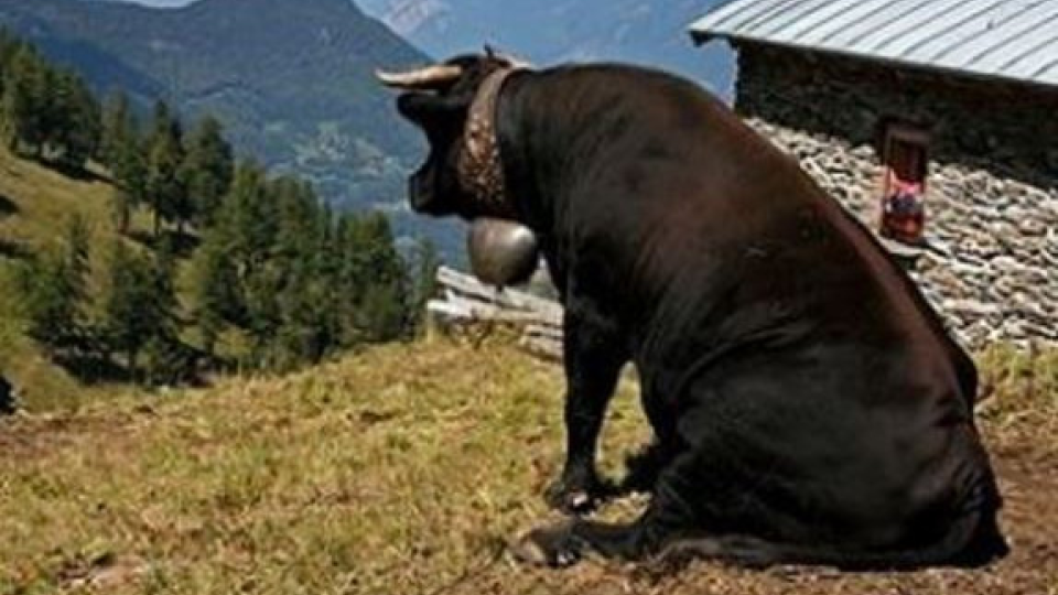 Na internete sa objavil fotoalbum so sediacimi kravami.