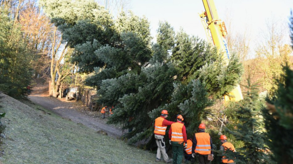 Na snímke príprava vianočného stromčeka z Horných Orešian na presun do Bruselu, Horné Orešany , 14. november 2016