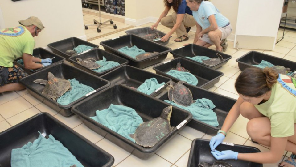 Zamestnanci Korytnačej nemocnice na Floride začínajú s liečbou jedincov karety Kempovej, ktorá je najohrozenejším druhom morských korytnačiek 2. januára 2017 v Marathone.