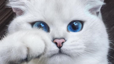 Toto je mačka s najkrajšími očami na svete. Do jej pohľadu sa zamilujete aj vy