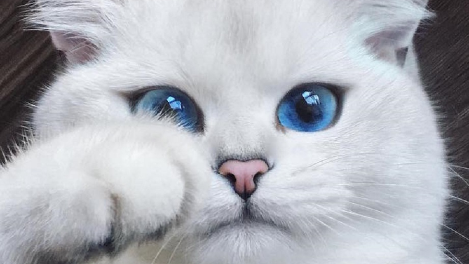 Mačka Coby sa pýši nádhernými očami, ktorými si získala ľudí po celom svete.