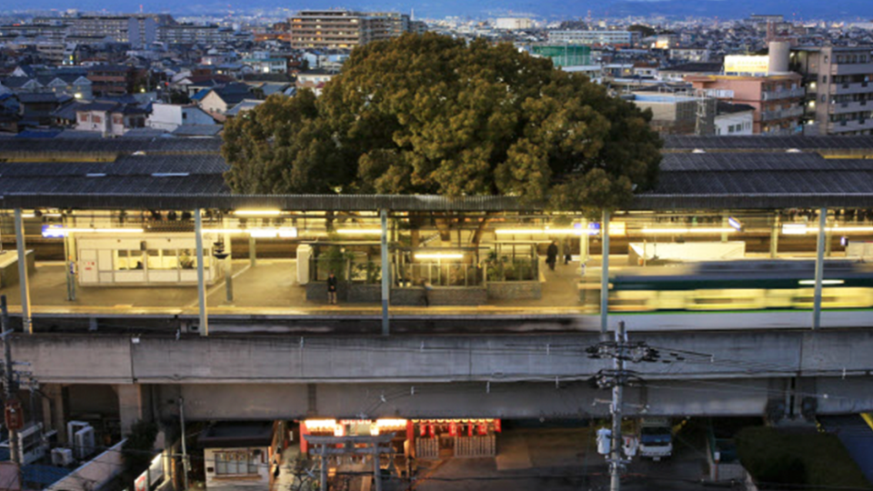 Železničnú stanicu v Japonsku postavili okolo gigantického 700-ročného stromu.