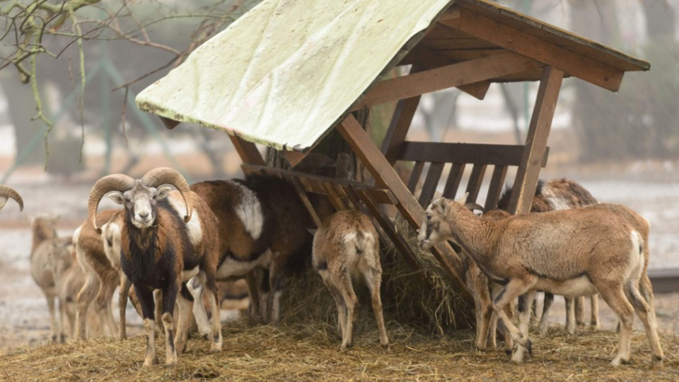 Daniele, muflóny, ale aj kozy, ovce, teliatko a oslíka môžu uvidieť návštevníci Mestského parku na Sihoti v Nitre.