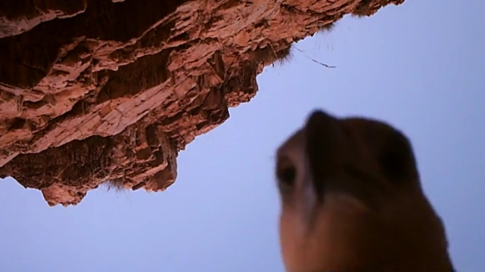 Orol pózuje pred ukradnutou kamerou vysoko v horách, ilustračné foto. 