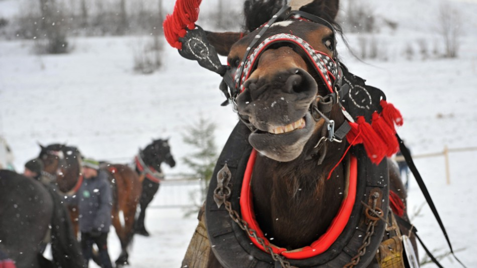 Na snímke jeden s koňov počas 16. ročníka pretekov gazdovských koní v Terchovej 25. februára 2017. 