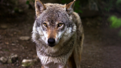 Výskumník 20 rokov pozoroval vlkov. Muži sa od nich môžu naučiť pár dôležitých lekcií