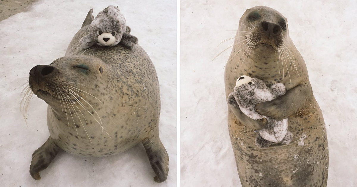 Roztomilý tuleň s plyšovou hračkou si získal srdcia všetkých ľudí.