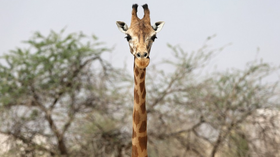 Na snímke žirafa.