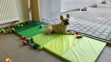 Škôlka pre psíkov