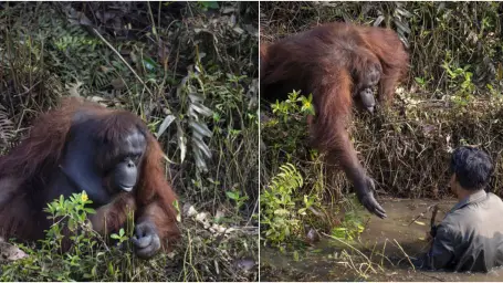 Orangutan chcel pomôcť strážcovi