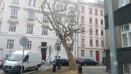 Záchrana stromu v Prahe