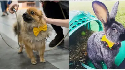 Žltá farba sa môže na zvieratkách objaviť aj v podobe motýlika