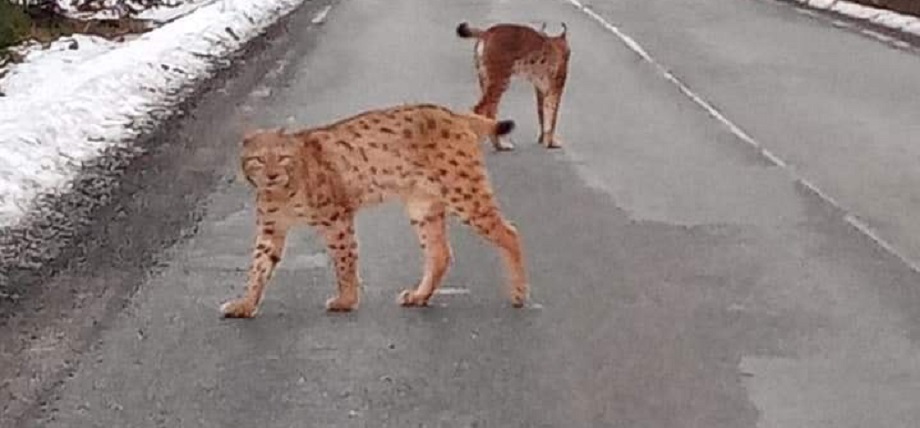 Na fotke je rys ostrovid, ktorý žije v národnom parku na Šumave