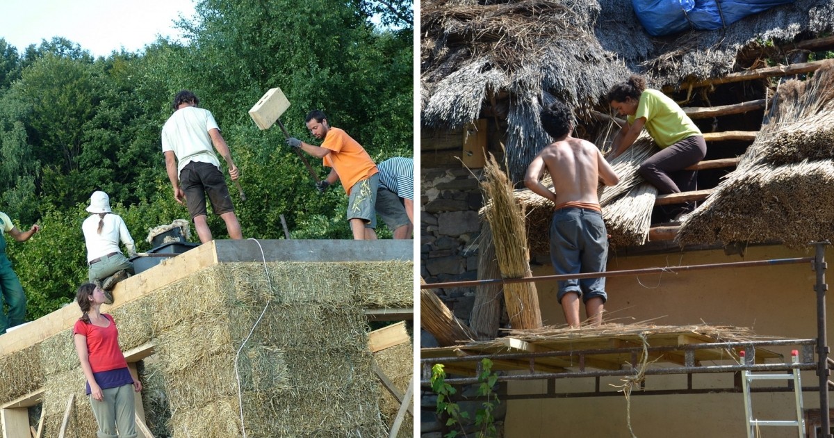 Dobrovoľníci pri stavbe slameného domu, na strechu ukladajú trstinu.