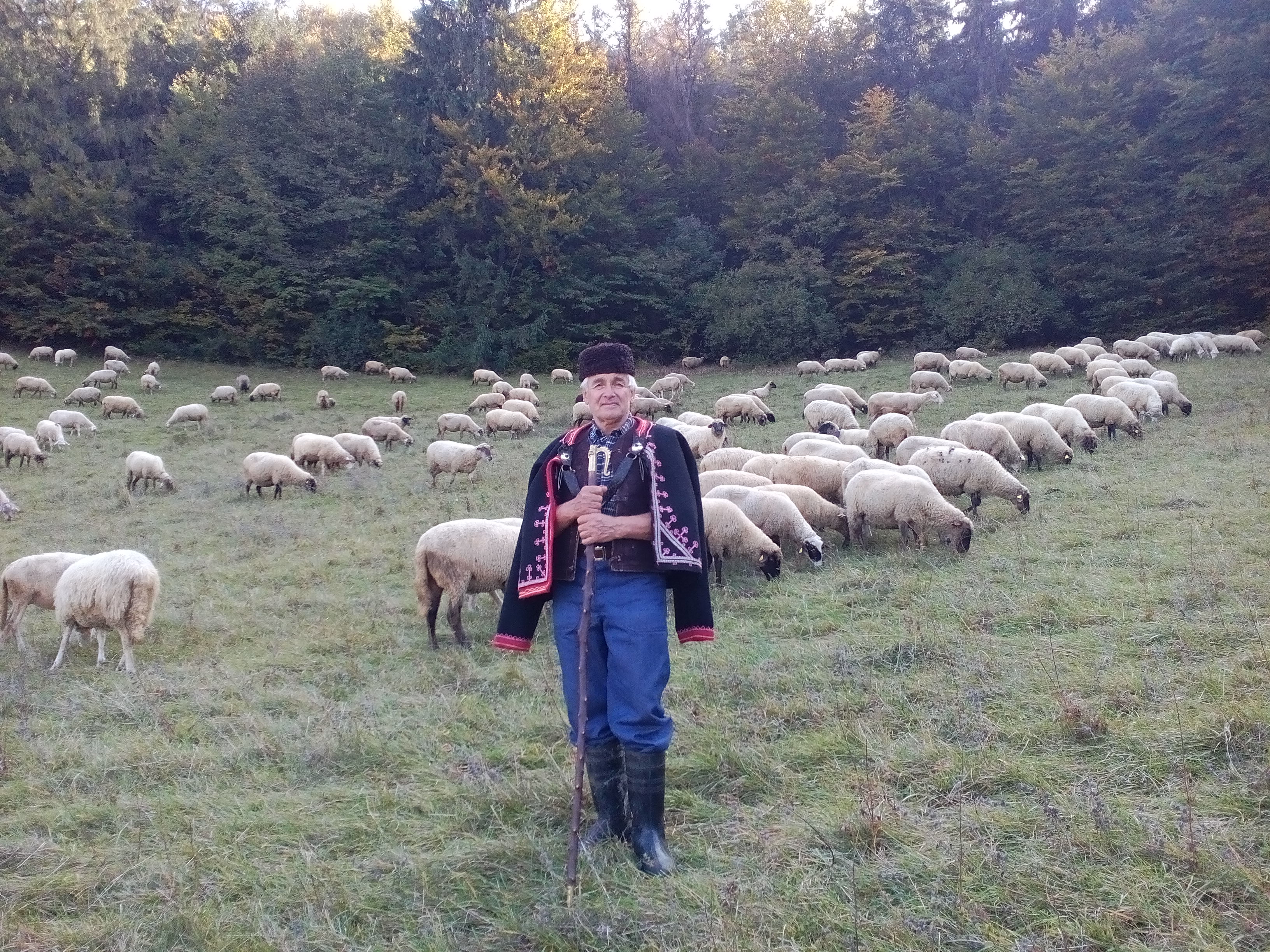 Otec Ivan pri pasení oviec Pasienkového družstva Priechod v roku 2017.