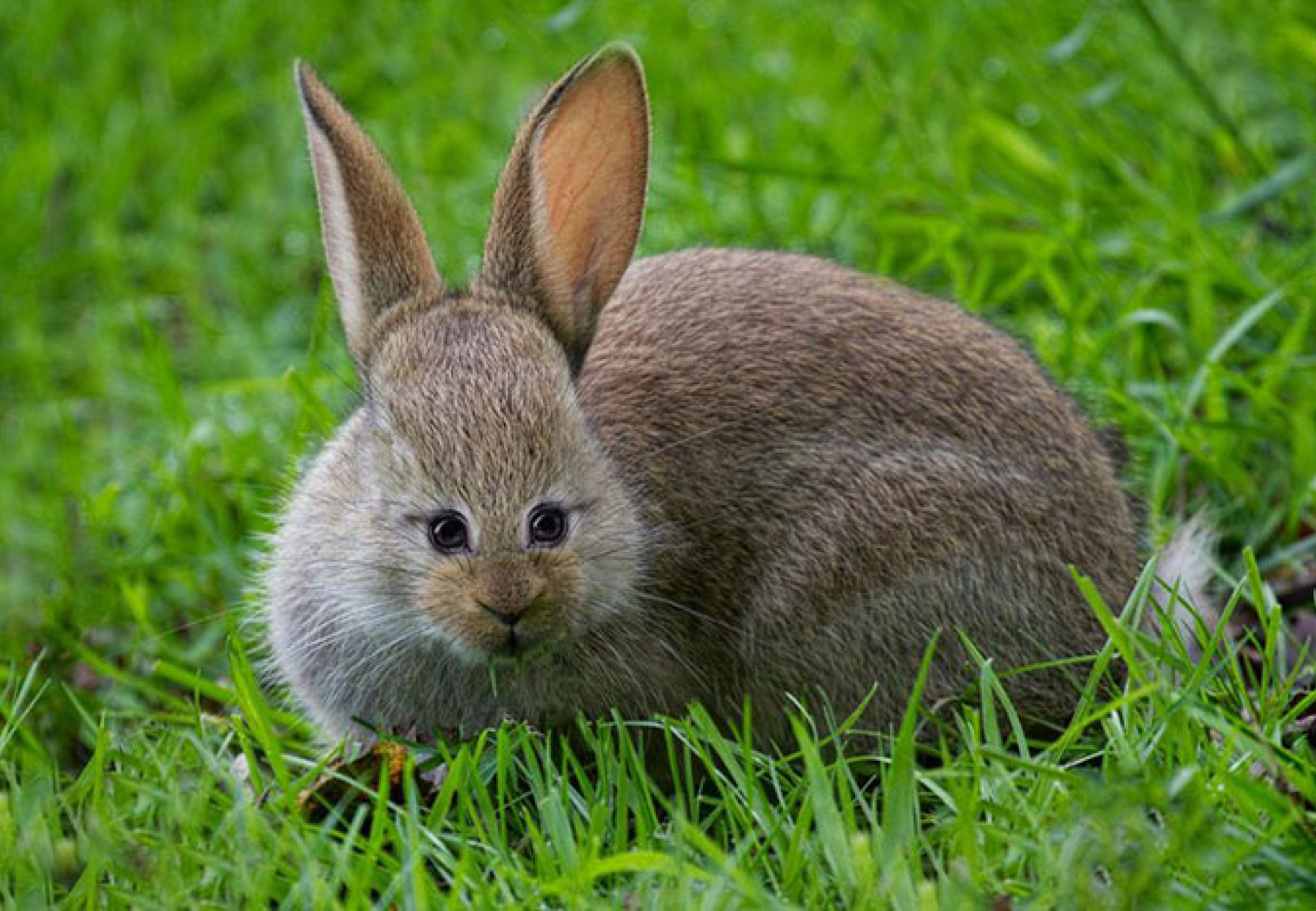 Аккуратные животные. Кролик. Заяц спереди. Кролик анфас. Кролик спереди.